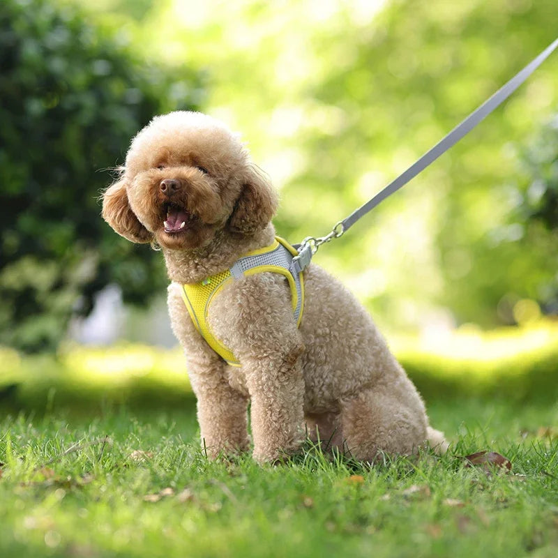 Set de Arnes Ajustable para Perros y Gatos Pequenos